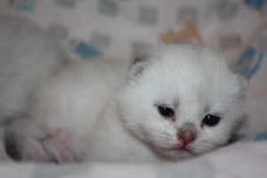 Additional photos: Scottish kittens