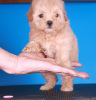 Photo №3. Maltipoo F1 puppies. Russian Federation