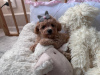 Additional photos: Super lower girl Maltipoo f1 min, delivery, bargaining, maltipoo f1