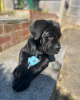 Photo №1. cane corso - for sale in the city of Munich | negotiated | Announcement № 95392