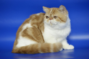 Photo №2 to announcement № 2167 for the sale of exotic shorthair - buy in Russian Federation breeder