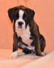 Photo №1. boxer - for sale in the city of Minsk | 235$ | Announcement № 14212