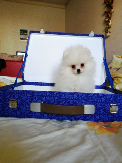 Photo №4. I will sell pomeranian in the city of Chelyabinsk. from nursery - price - 134$
