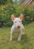 Additional photos: Miniature Bull Terrier (FCI)