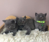 Photo №2 to announcement № 114795 for the sale of british shorthair - buy in Brazil private announcement