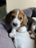 Additional photos: Beagle puppies