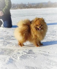 Additional photos: Pomeranian Spitz, puppies. Mini bears