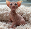 Photo №1. sphynx-katze - for sale in the city of West Palm Beach | 300$ | Announcement № 89625