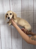Photo №1. dachshund - for sale in the city of Lisbon | negotiated | Announcement № 94450