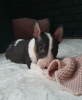 Additional photos: Miniature Bull Terrier (FCI)