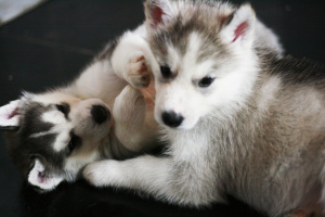 Photo №2 to announcement № 1443 for the sale of siberian husky - buy in Russian Federation private announcement