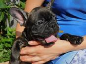 Photo №3. French bulldog puppies. Opens a reservation for sale in spring.. Poland