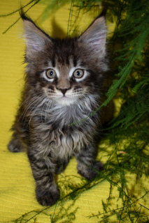 Photo №2 to announcement № 7161 for the sale of maine coon - buy in Russian Federation breeder