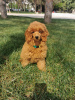 Photo №1. poodle (toy) - for sale in the city of Belgrade | negotiated | Announcement № 99572