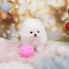 Photo №3. Beautiful Pomeranian puppies Business WhatsApp 37256062792. Finland