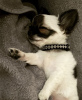 Photo №1. chihuahua - for sale in the city of New York | 300$ | Announcement № 103376