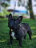 Photo №2 to announcement № 68859 for the sale of french bulldog - buy in Serbia breeder