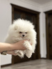 Photo №2 to announcement № 37321 for the sale of pomeranian - buy in Germany 