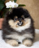 Photo №1. pomeranian - for sale in the city of White church | 320$ | Announcement № 8919