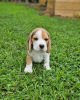 Additional photos: Beagle puppies for sale