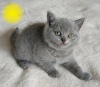 Photo №1. british shorthair - for sale in the city of Berlin | negotiated | Announcement № 87383
