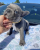 Photo №1. french bulldog - for sale in the city of Helsinki | 475$ | Announcement № 123821