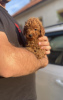 Additional photos: Miniature Poodle puppies