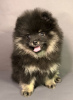 Photo №1. pomeranian - for sale in the city of Kharkov | 1910$ | Announcement № 10944