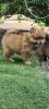 Photo №1. pomeranian - for sale in the city of Афины | 449$ | Announcement № 13434