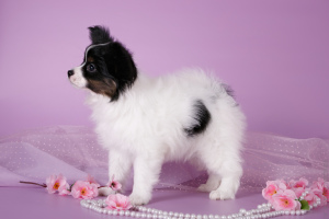 Photo №2 to announcement № 4232 for the sale of papillon dog - buy in Russian Federation from nursery