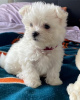 Photo №1. maltese dog - for sale in the city of Антверпен | Is free | Announcement № 116294