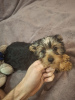 Additional photos: Yorkie puppy.