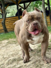 Additional photos: American Bully Dream