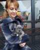 Photo №1. french bulldog - for sale in the city of Cologne | 380$ | Announcement № 127362