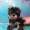 Photo №2 to announcement № 42916 for the sale of yorkshire terrier - buy in Germany private announcement