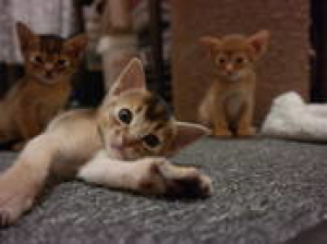 Photo №2 to announcement № 500 for the sale of abyssinian cat - buy in Latvia from nursery, breeder