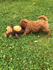 Photo №1. poodle (toy) - for sale in the city of Helsinki | 317$ | Announcement № 75644