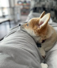 Photo №3. Male Pembroke Welsh Corgi Puppy. Germany