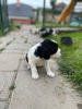 Photo №3. English Springerspaniel puppy - FCI Kennel. Slovakia