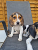 Photo №3. Pedigree Beagle puppies. United Kingdom