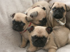 Photo №3. Purebred Pug puppies with available now for loving Families. Germany