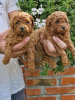 Photo №1. poodle (toy) - for sale in the city of Belgrade | 528$ | Announcement № 119383