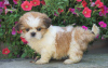 Photo №2 to announcement № 100924 for the sale of shih tzu - buy in Germany private announcement