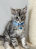 Photo №4. I will sell maine coon in the city of Monaco. breeder - price - 2958$