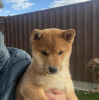 Photo №2 to announcement № 83721 for the sale of shiba inu - buy in Bulgaria private announcement