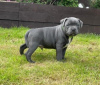 Photo №1. staffordshire bull terrier - for sale in the city of Milan | Is free | Announcement № 110931