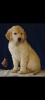 Photo №3. Golden retriever puppy. Russian Federation