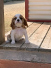 Photo №2 to announcement № 30133 for the sale of cavalier king charles spaniel - buy in United Kingdom private announcement
