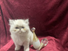 Photo №2 to announcement № 110364 for the sale of persian cat - buy in Germany 