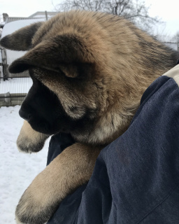 Photo №2 to announcement № 5644 for the sale of american akita - buy in Ukraine private announcement